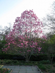 Magnolia ´Galaxy´- magnolie ´Galaxy´ růžovočervená