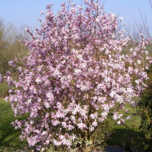 Magnolia x loebneri ´Leonard Messel´- magnolie ´Leonard Messel´ fialovorůžová