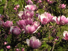 Magnolia soulangeana - šácholan Soulangeanův 