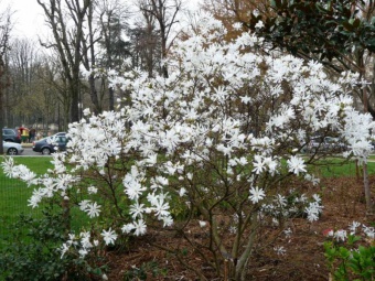 Magnolia stellata - šácholan hvězdokvětý