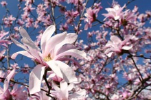 Magnolia stellata ´Rosea´- šácholan hvězdokvětý růžový