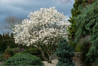 Magnolia stellata ´Royal Star´- šácholan hvězdokvětý sněhově bílý