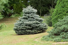 Picea pungens ´Glauca Globosa´- smrk pichlavý stříbrný zakrslý