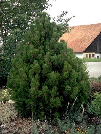 Pinus leucodermis ´Compact Gem´ - borovice bělokorá kompaktní