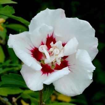 Hibiscus syriacus ´Speciosus´- bílý plný s červeným okem, výška 60-80cm