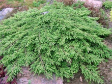 Juniperus horizontalis ´Green Carpet´- jalovec poléhavý zelený