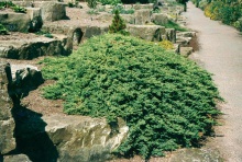 Juniperus procumbens ´Nana´- jalovec plazivý  zakrslý