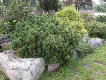 Pinus mugo pumilio - borovice kleč nízká
