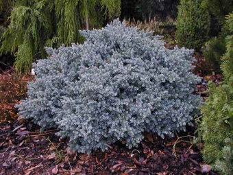 Juniperus squamata ´Blue Star´- jalovec šupinatý modrý
