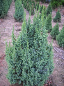 Juniperus squamata ´Loderii´- jalovec šupinatý sloupovitý