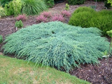 Juniperus squamata ´Blue Carpet´- jalovec šupinatý modrý koberec