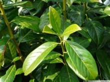Prunus laurocerasus ´Novita´ - bobkovišeň lékařská