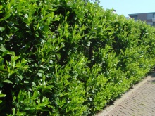 Prunus laurocerasus ´Otto Luyken´- bobkovišeň lékařská 30-40cm