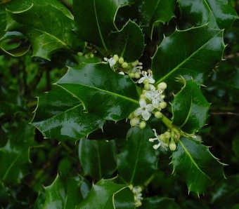 Ilex aquifolium - cesmína ostrolistá