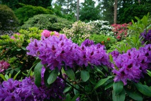 Rhododendron Hybride ´Azurro´- pěnišník ´Azurro´- fialově purpurový