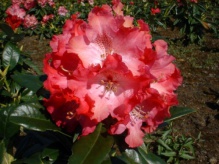 Rhododendron Hybride ´Berliner Liebe´- pěnišník ´Berliner Liebe´růžově červený