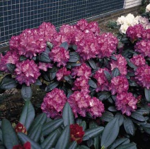 Rhododendron yakushimanum ´Blurettia´- pěnišník ´Bluerettia´ růžově lila