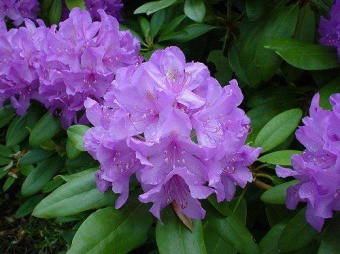 Rhododendron ´Catawbiense Grandiflorum´- pěnišník ´Catawbiense Grandiflorum´ - velkokvětý fialový