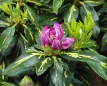 Rhododendron catawbiense ´Goldflimmer´- pěnišník ´Goldflimmer´fialový
