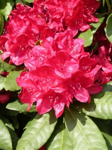 Rhododendron Hybride ´Hachmann´s Feuerschein´- pěnišník ´Hachmann´s Feuerschein´ - tmavě červený