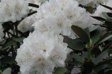 Rhododendron yakushimanum ´Schneekrone´- pěnišník ´Schneekrone´ bílý