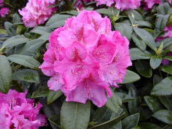 Rhododendron Hybride ´Constanze´- pěnišník ´Constanze´ purpurově růžový